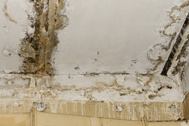 Mold Removal for HVAC Installations